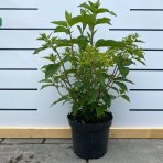 Hortenzia metlinatá (Hydrangea paniculata) ´SUNDAE FRAISE´® – výška 50-70 cm, kont. C3L (-34°C)